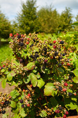 Wall Mural - blackberries growing in garden on a sunny day