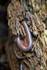 a millipede explores a break in a rotten log.