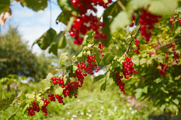 Wall Mural - red currants growing in garden