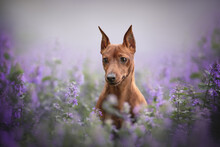 Close-up Portrait Of An Active Miniature Pinscher With Cropped Ears Sitting Among Purple Catnip Flowers Against A Foggy Summer Landscape