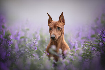 Close-up portrait of an active miniature pinscher with cropped ears sitting among purple catnip flowers against a foggy summer landscape