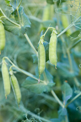 Poster - growing sweet peas close up