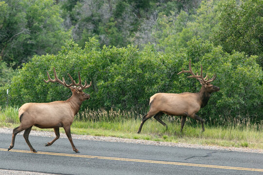 two bull elk crossing a road in colorado, usa.