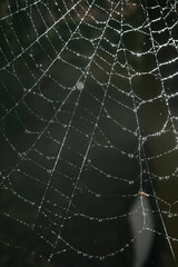 Cobwebs with drops after the morning rain.