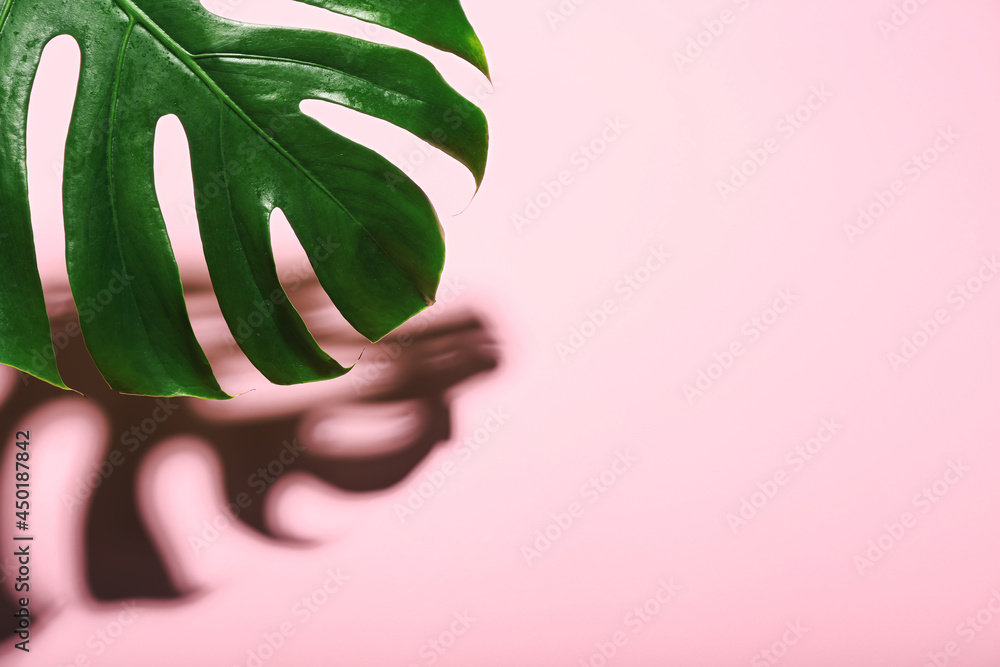 Fresh tropical palm leaf on color background, closeup