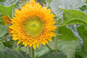 Wall Mural - Looking straight into a bright yellow sunflower bloom