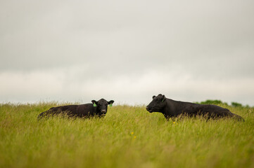 Two cows graze in a field in upstate New York.