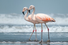 Two Flamingos On The Beach