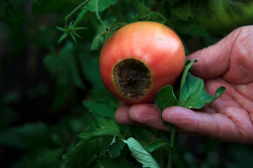 Disease of tomatoes. Blossom end rot on the fruit. Damaged red tomato in the farmer hand