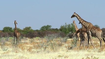 Wall Mural - A herd of giraffe in the wild in Etosha National Park, northern Namibia, Africa. 