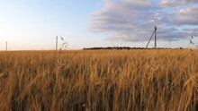 Barley Field With An Electric Pole In It. Rural Landscape In Lithuania.  