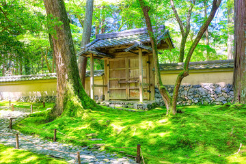 Wall Mural - 京都、西芳寺（苔寺）の庭園