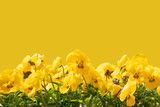 Fototapeta Lawenda - yellow flower in the spring