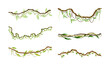 Liana as Long-stemmed Woody Vine Climbing and Tangled Around Tree Vector Set