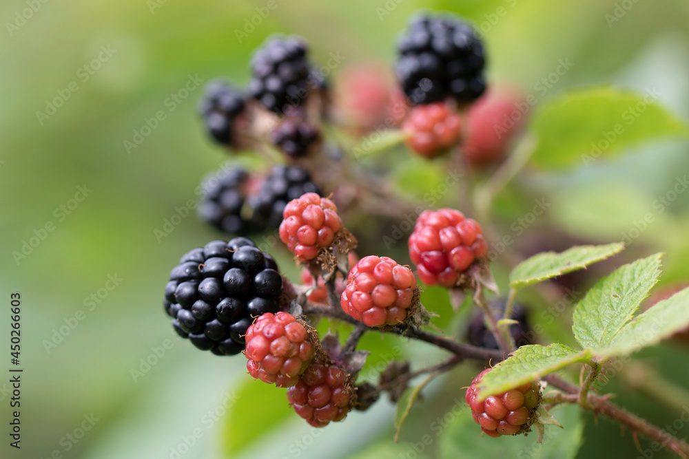 Blackberry at various stages of ripeness in closeup Stock Photo | Adobe ...