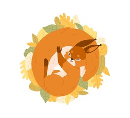 Cute happy squirrel sleeping on autumn leaves. Sweet adorable relaxed animal resting curled up and covered with fluffy tail. Colored flat vector illustration isolated on white background