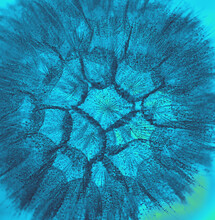 Dandelion Close-up In Blue Tinted