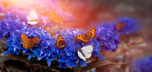  Amazing background with hydrangeas and butterflies that have sat on blue flowers. Summer and a garden full of butterflies