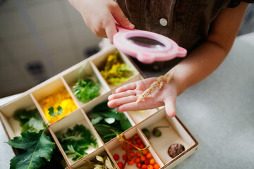 Cute child toddler exploring plants with a magnifying glass, natural science in preschoolers, collecting natural materials and cognitive interest