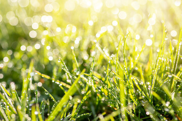 Poster - Fresh green grass in morning dew. Bright sun rays on the background