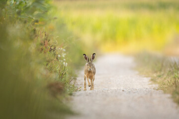 Wall Mural - European brown hare (Lepus europaeus)