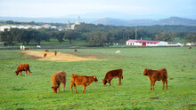 Breeding Calves In A Pasture Farm Near The Town Of Real De La Jara In The Province Of Seville Andalucia Spain