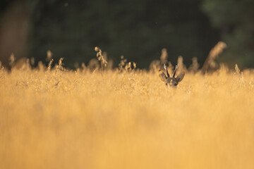 Canvas Print - Roebuck - buck (Capreolus capreolus) Roe deer - goat