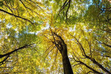 Wall Mural - perspective from down to up view of autumn forest with bright orange and yellow leaves. dense woods 