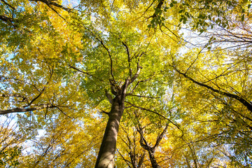 Wall Mural - perspective from down to up view of autumn forest with bright orange and yellow leaves. dense woods 