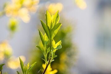 Wall Mural - Closeup of fresh tree sprouts with green leaves in spring.