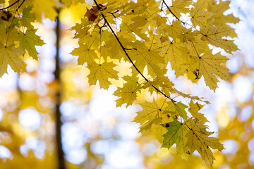 Wall Mural - perspective up view of autumn forest with bright orange and yellow leaves. dense woods with thick ca