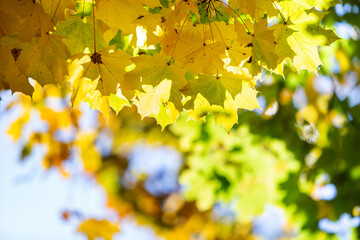 Wall Mural - close up of bright yellow and red maple leaves on fall tree branches with vibrant blurred background