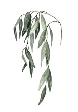 One Large Branch Of Willow With Leaves On A White Background. Watercolor Isolated Object. Hand Drawing.