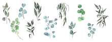 Set Of Branches Of Eucalyptus Lilac Willow With Leaves On A White Background. Watercolor Hand Drawing.