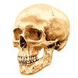Human skull in angled at a 45 degree angle aspect isolated on white background, vector illustration