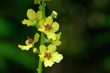 Wall Mural - Schwarze Königskerze // Black mullein, dark mullein (Verbascum nigrum)