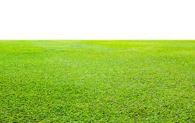 Wall Mural - green grass field isolate on white background