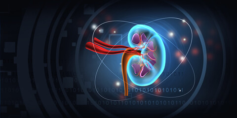 Human kidney anatomy on blue background. 3d illustration.