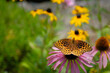 © Mark Castiglia - Great spangled fritillary (Speyeria cybele) butterfly atop a purple coneflower with negative space for copy