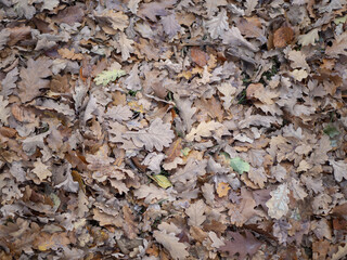 Sticker - Closeup shot of yellow leaves