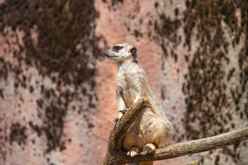 Poster - Closeup of the meerkat on the tree branch.