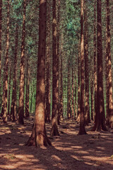 Wall Mural - Tree trunks in a sunny dense pine forest.