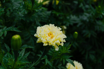 Canvas Print - Tagetes flower, beautiful marigold in august