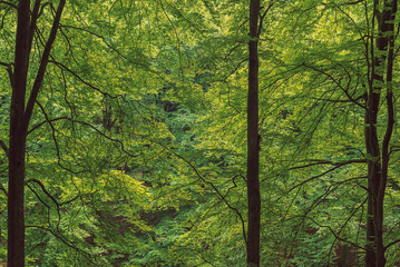 Wall Mural - Dense foliage during summer with tree trunks in between.