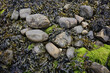 At low tide, seaweed and pebbles are exposed on the shoreline at the north end of Loch Caolisport