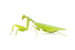 Mantis green isolated on white background. Mantodea from tropical nature (Sphondromantis). lurking on the green leaf. Common names include African mantis, giant African mantis