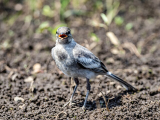 Sticker - Closeup shot of a young wagtail on the rice field looking in a cute way