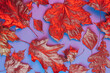 Leinwandbild Motiv Pattern of dry orange metallic leaves on violet background