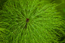 Close-up Beautiful Green Horsetail Or Puzzlegrass On Green Background