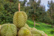 Durian Monthong in the garden,Durians are the king of fruits